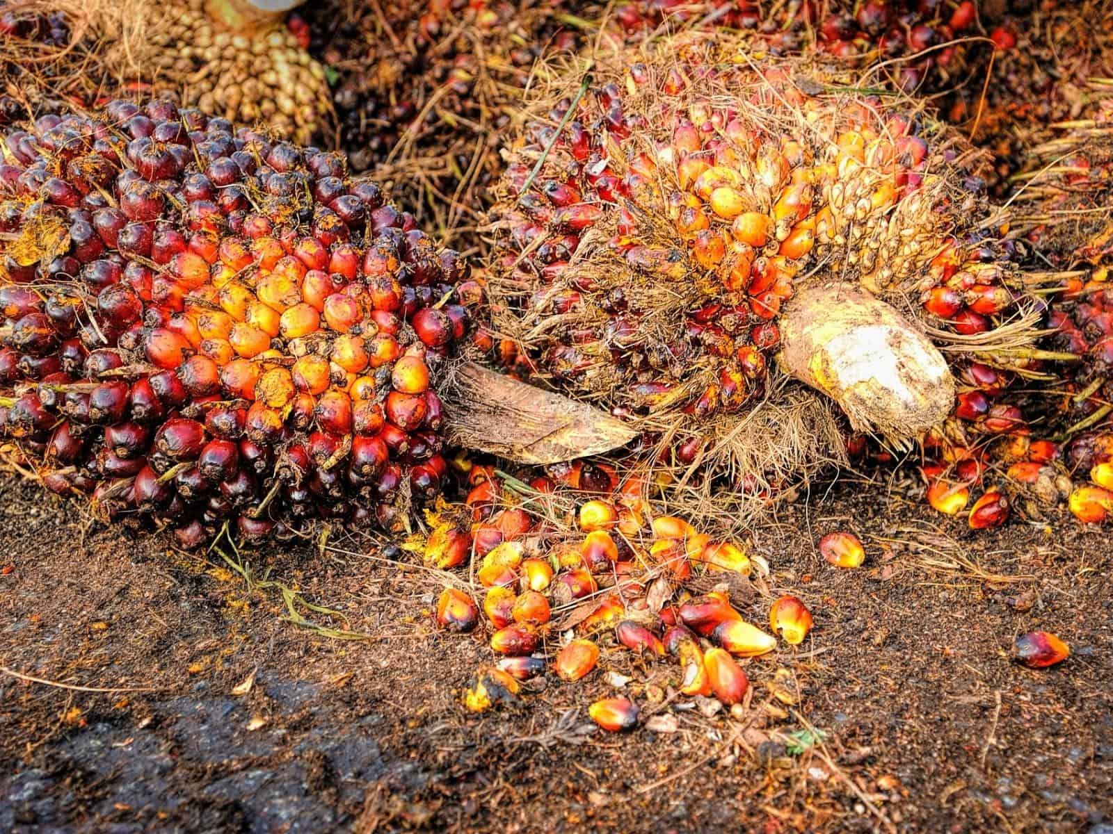 Klimawandel und Palmöl