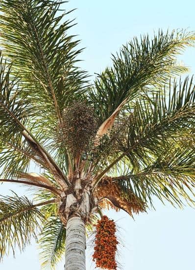 Palmöl und Klimawandel